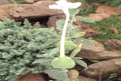 Barleria longiflora